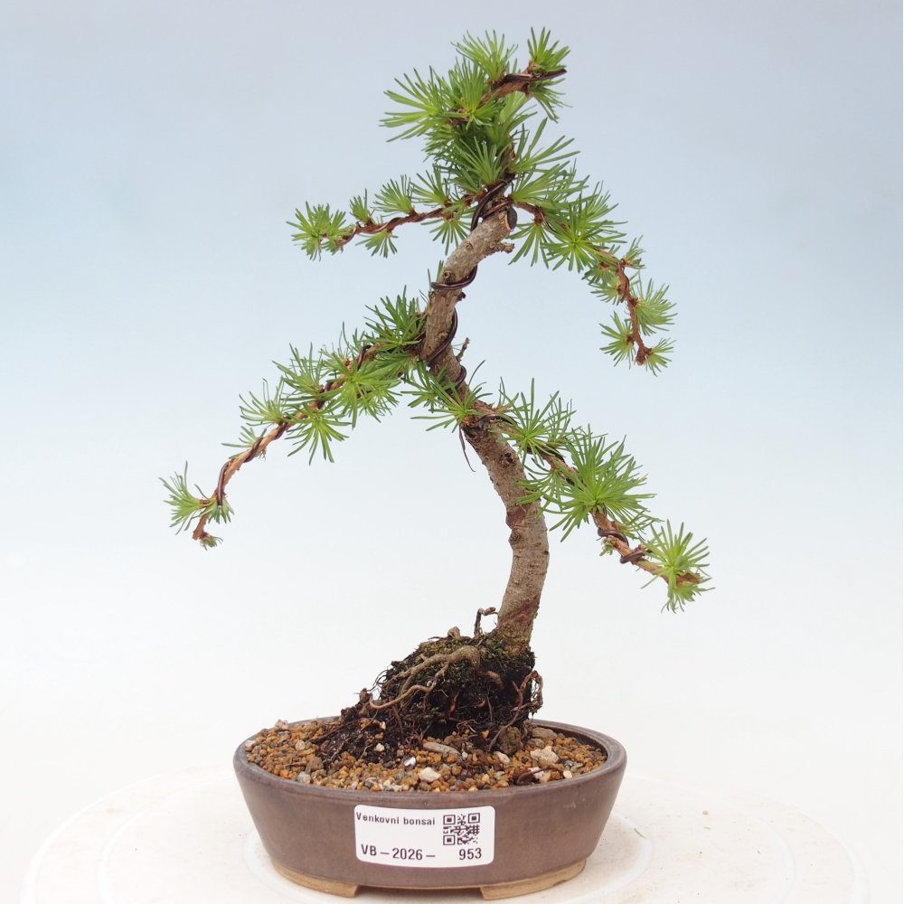 Vonkajšie bonsaje - Larix Kaempferi - Japonský smrekovec