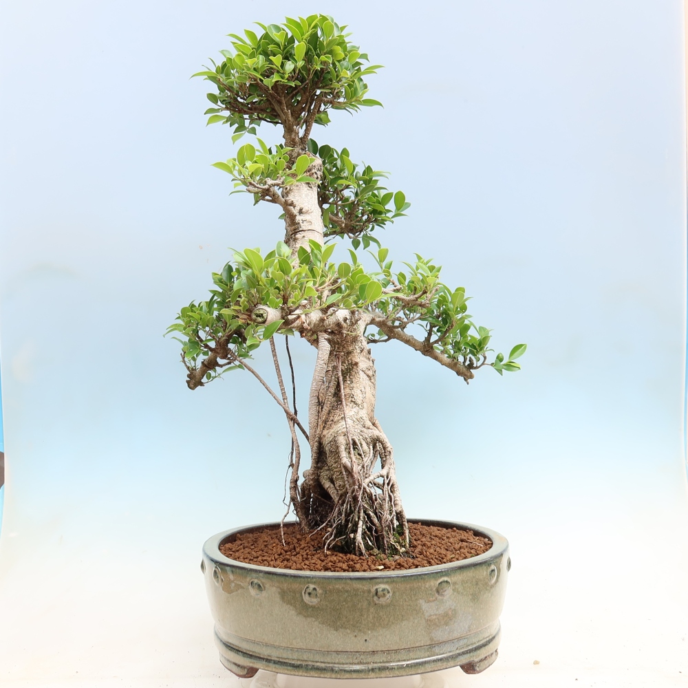 Izbové bonsaje - Ficus kimmen - drobnolistý fikus