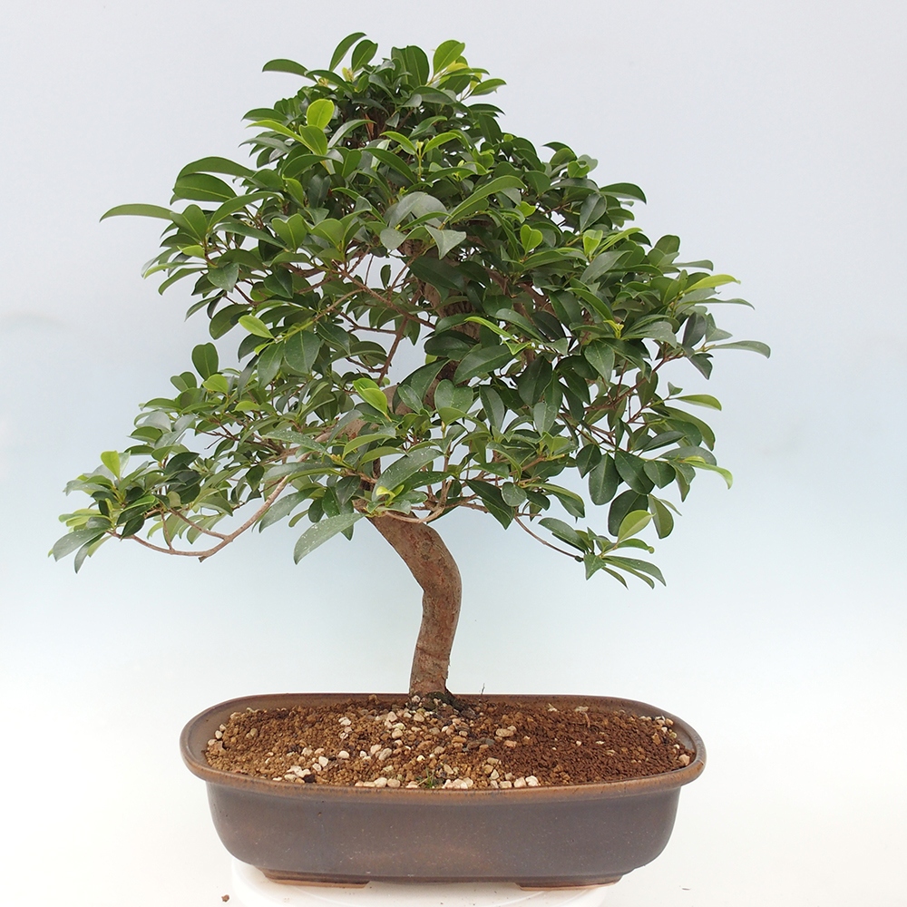 Izbový bonsaj - Austrálska čerešňa - Eugenia uniflora - Iba osobný odber alebo preprava na paletách