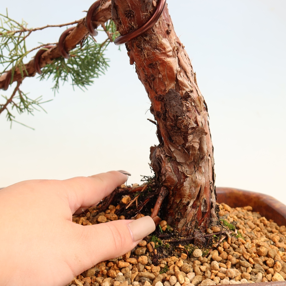 Vonkajší bonsaj - Juniperus chinensis Kishu