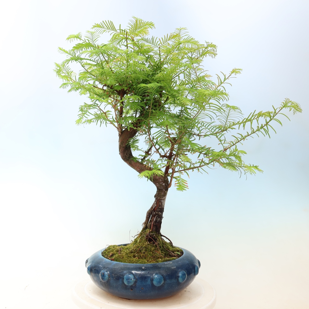 Vonkajšie bonsaje - Metasequoia glyptostroboides - čínska metasekvoja