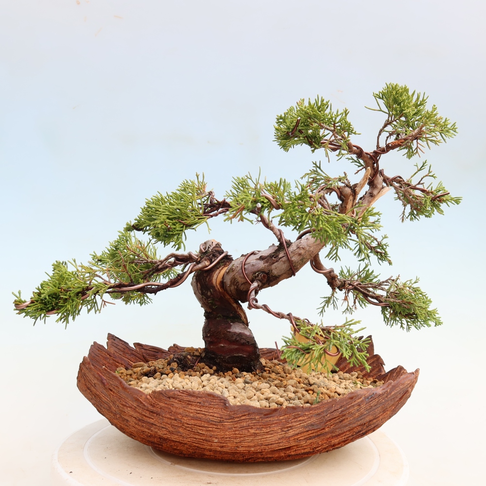 Vonkajší bonsai – Juniperus chinensis Itoigawa – čínsky jalovec