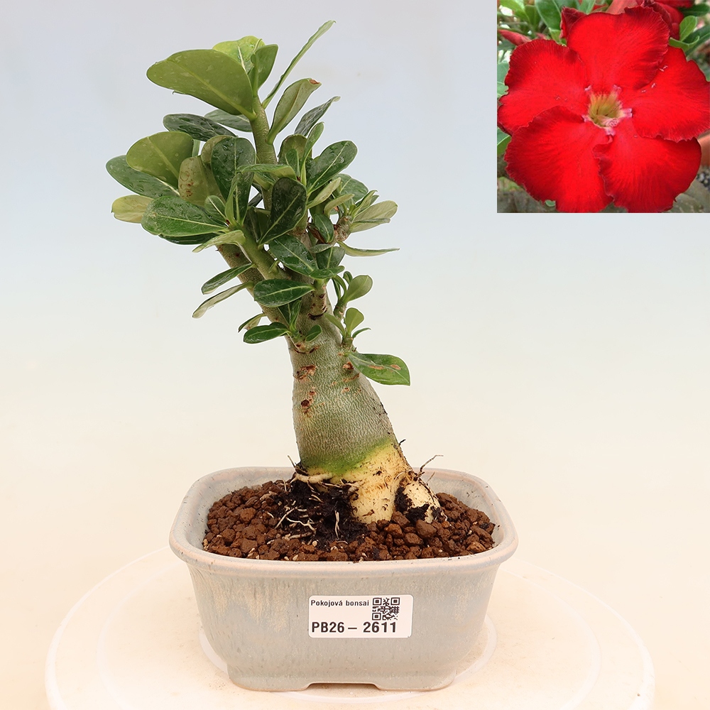Izba bonsai – Adenium obesum Red Star – Púštna ruža
