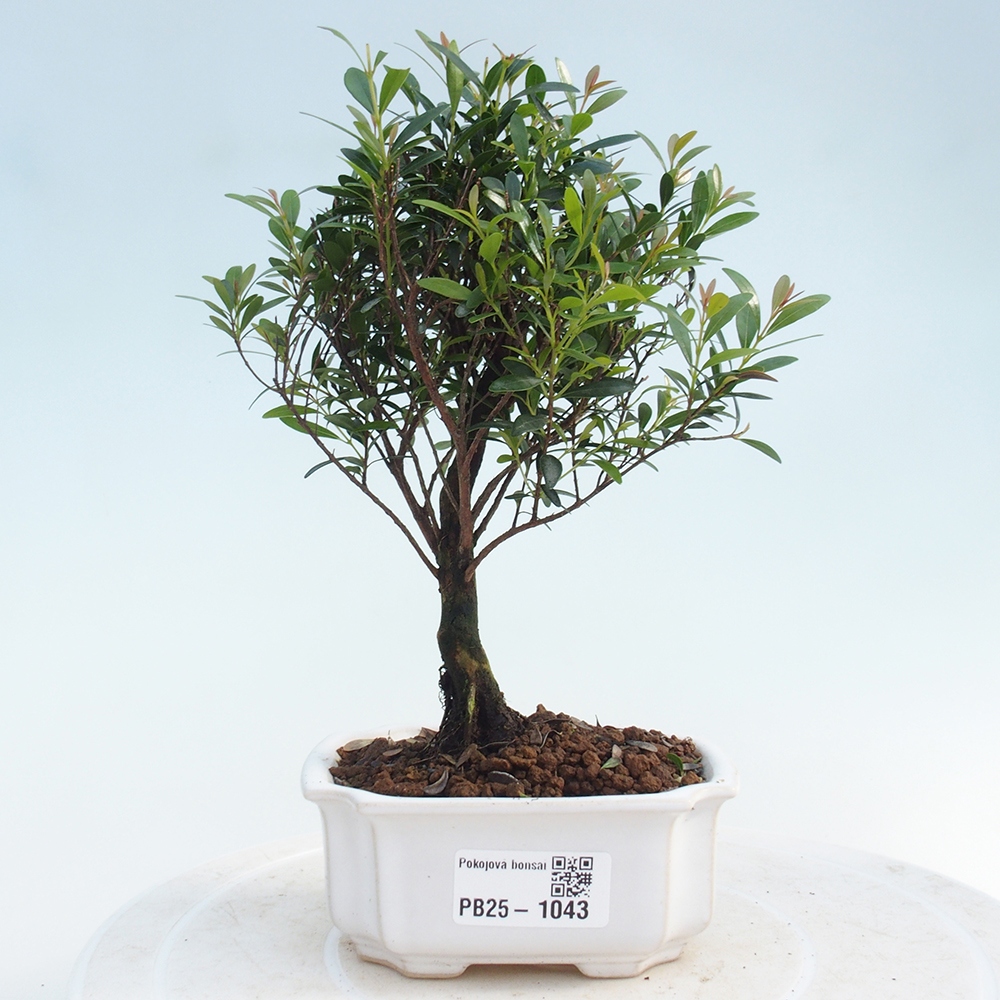 Izbová bonsai - Syzygium - pimentovníka