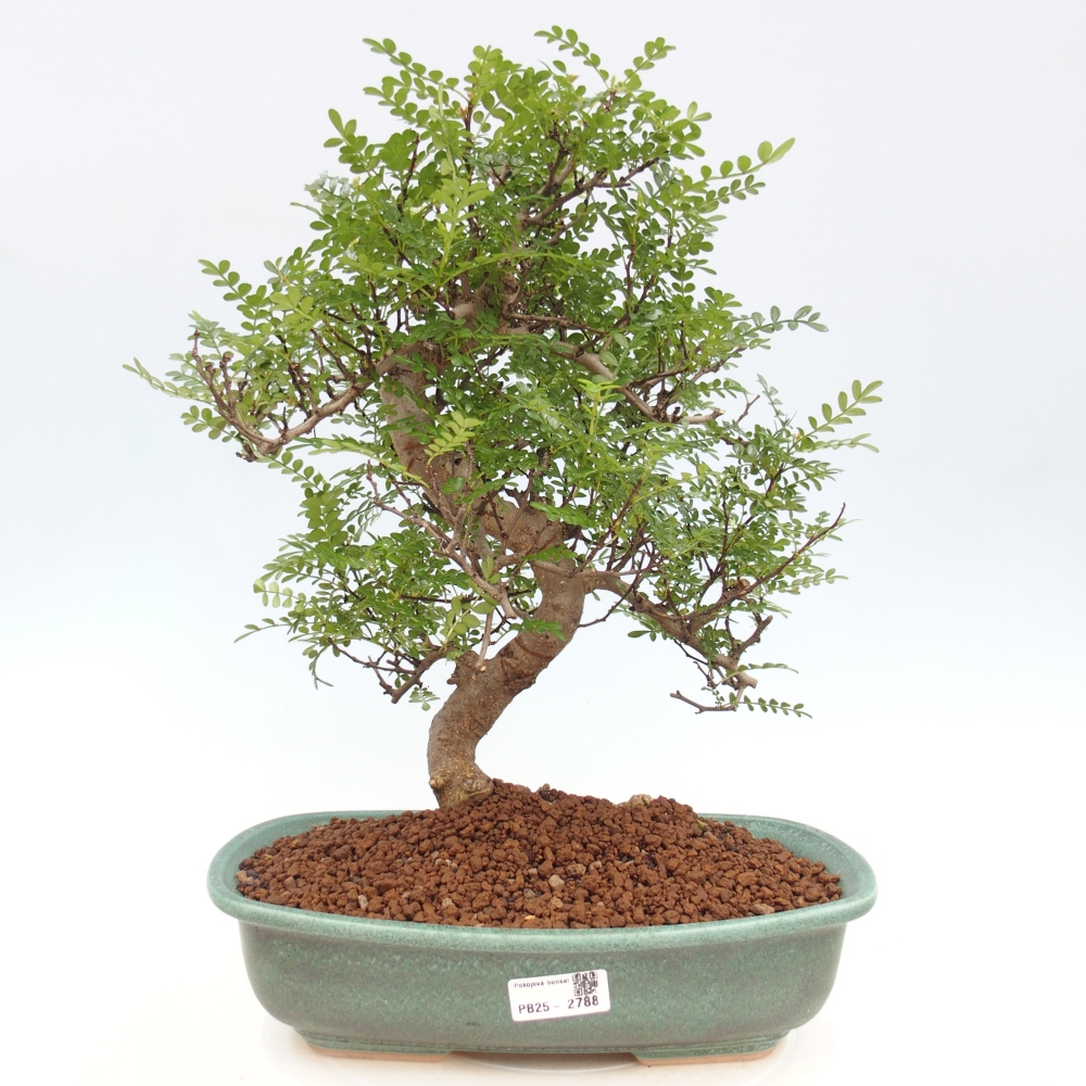 Izbová bonsai - Zantoxylum piperitum - korenistý