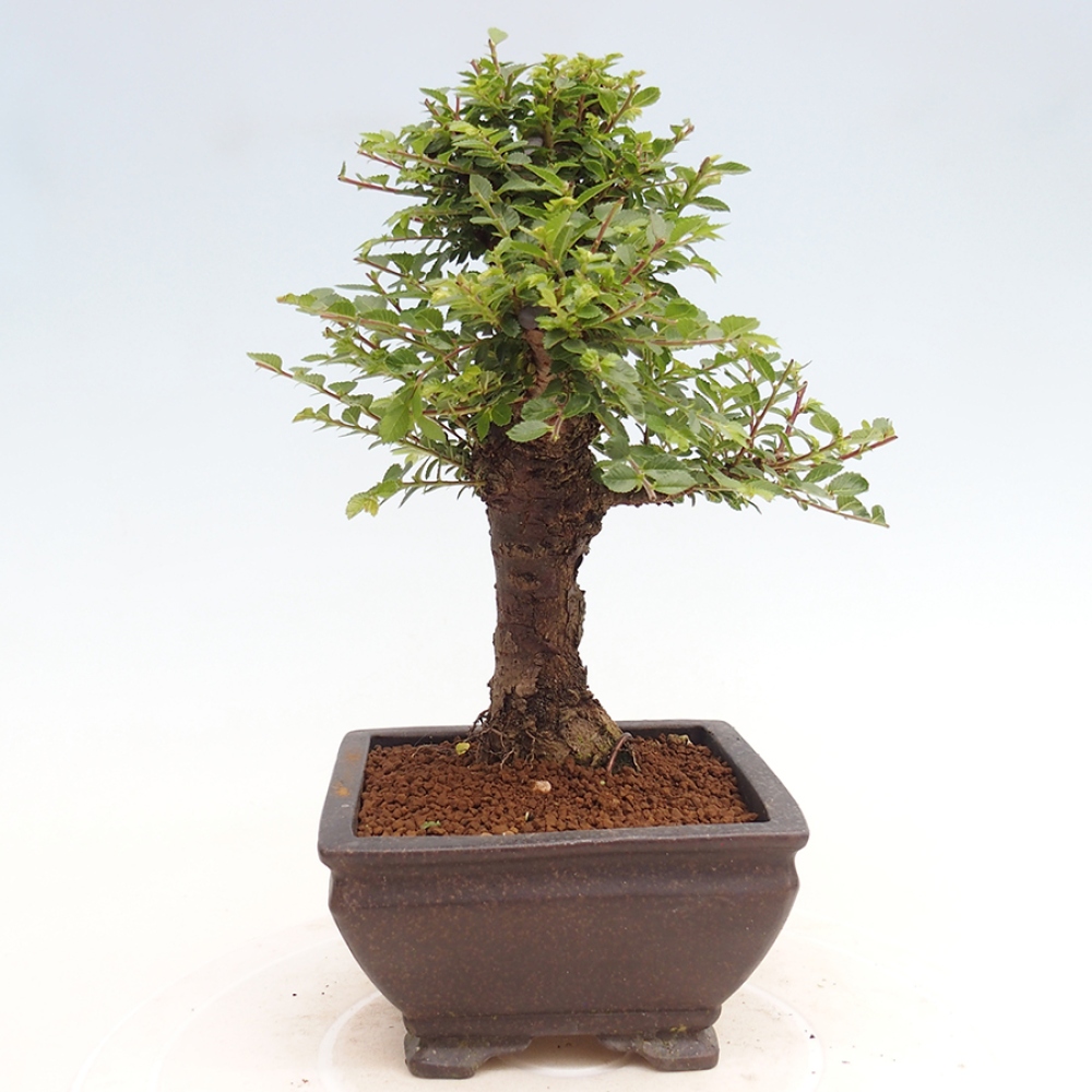 Vonkajší bonsai - Ulmus parvifolia Hokkaido - brest Činski