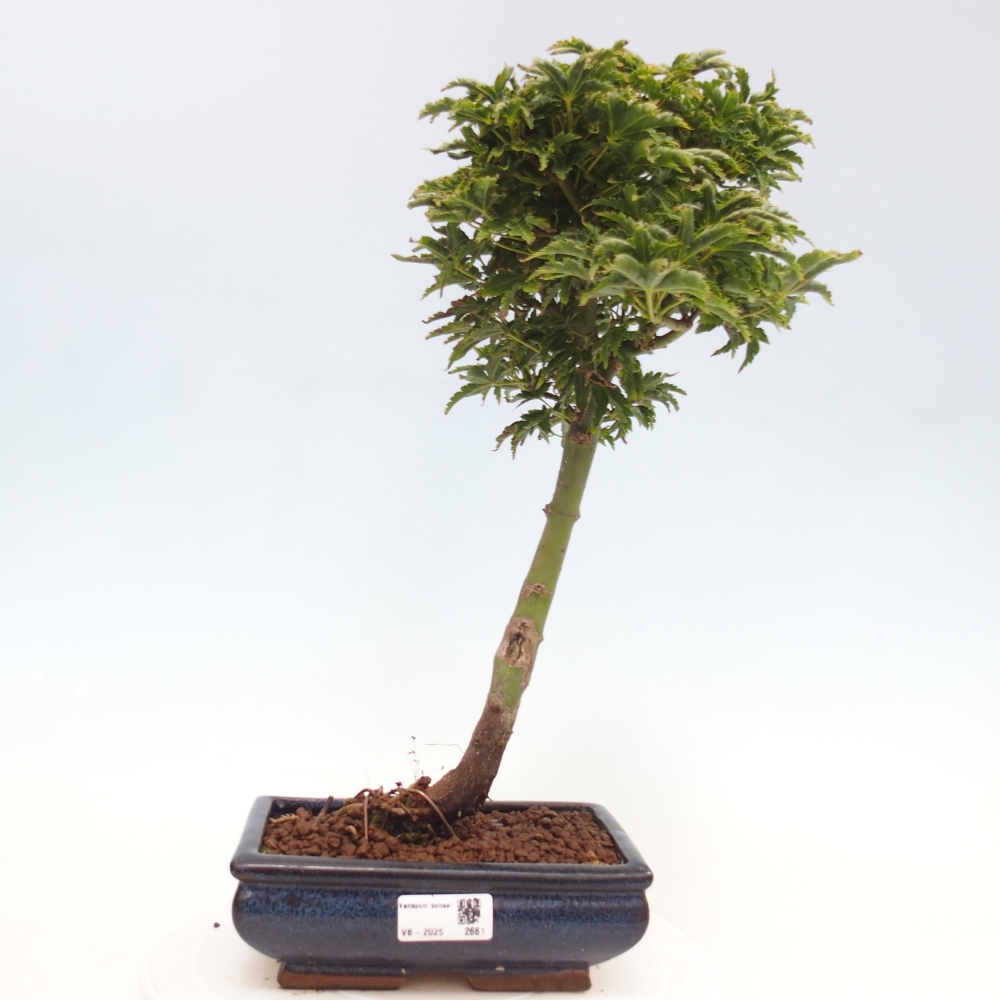 Vonkajší bonsai -Javor dlanitolistý Acer palmatum Shishigashira