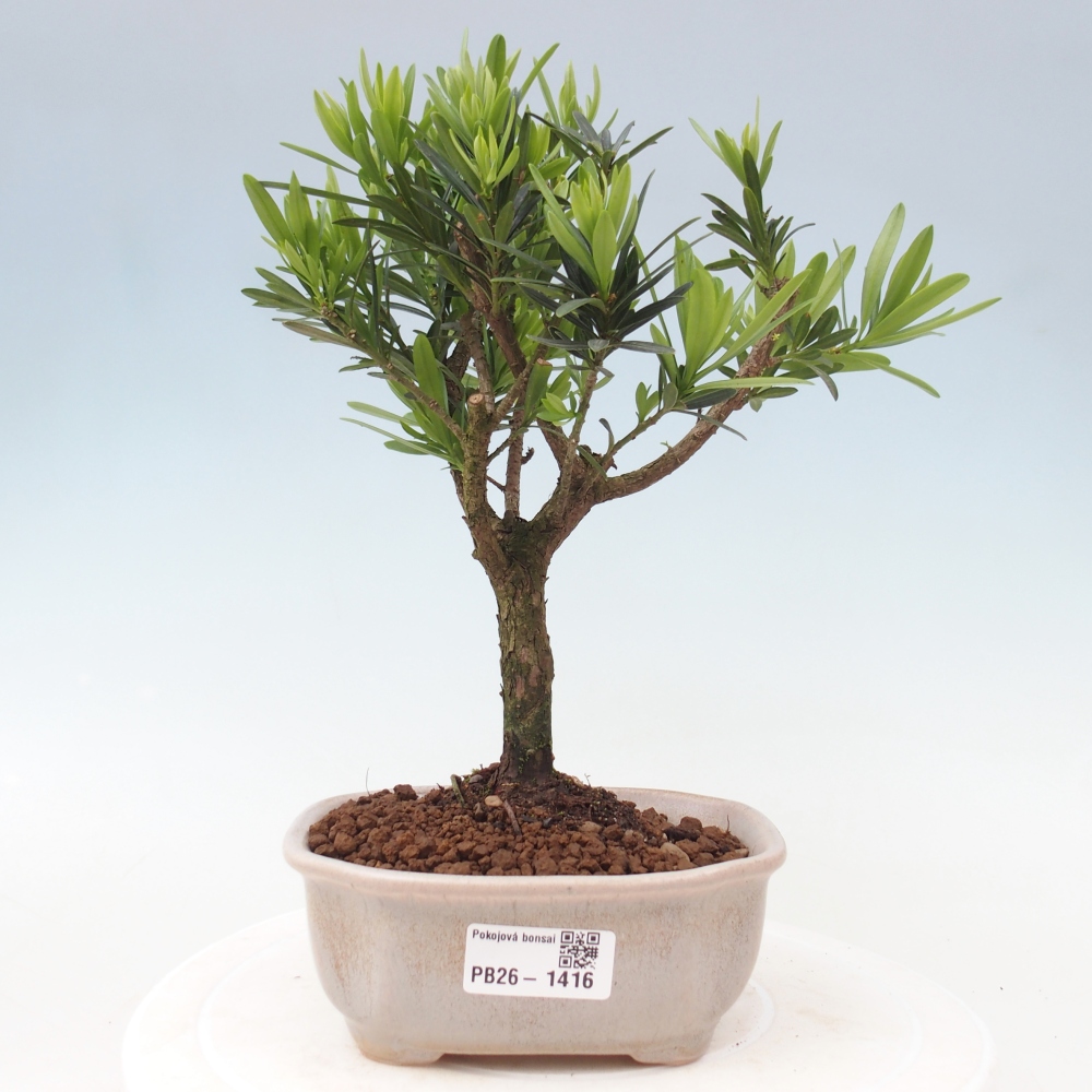Izbové bonsaje - Podocarpus - Kamenný tis