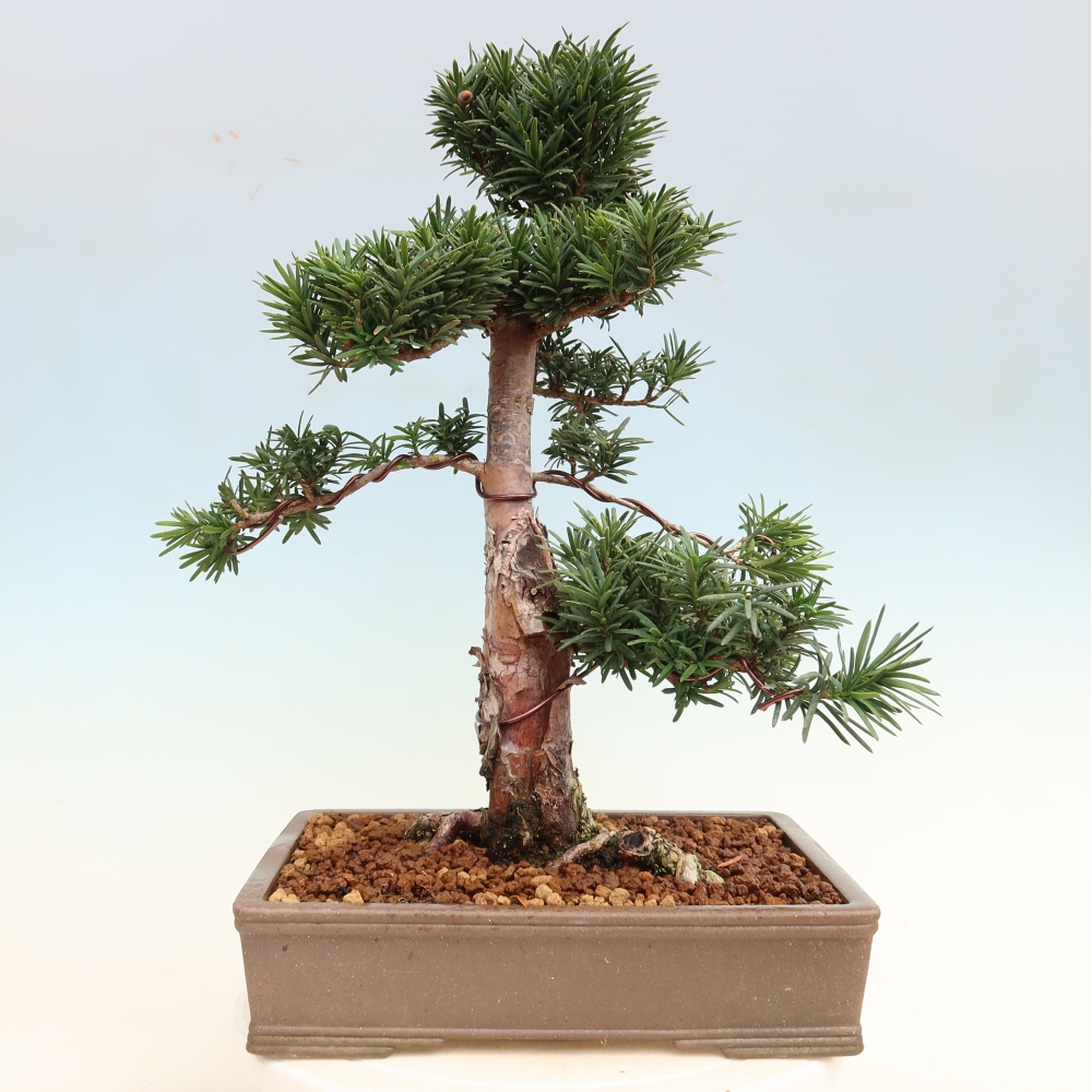 Vonkajší bonsai – Taxus cuspidata – japonský tis