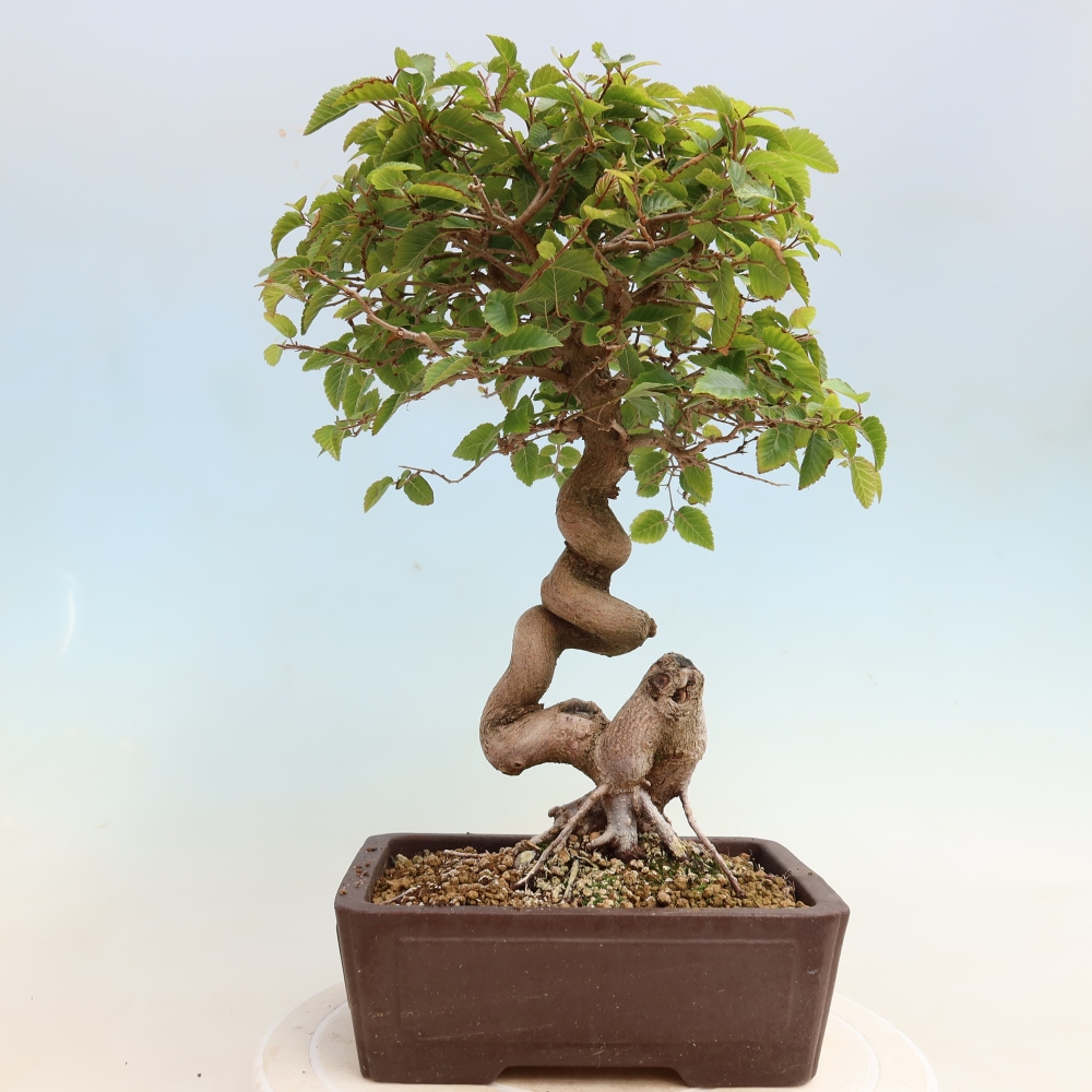 Vonkajšie bonsaje -Carpinus CARPINOIDES - Hrab kórejský