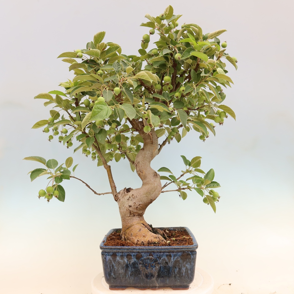 Vonkajšia bonsaj -Malus halliana - Malokvetá jabloň