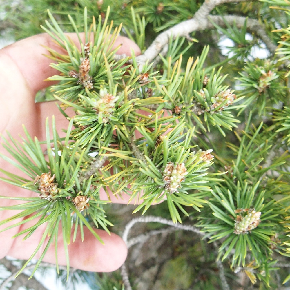 Yamadori - Pinus sylvestris 