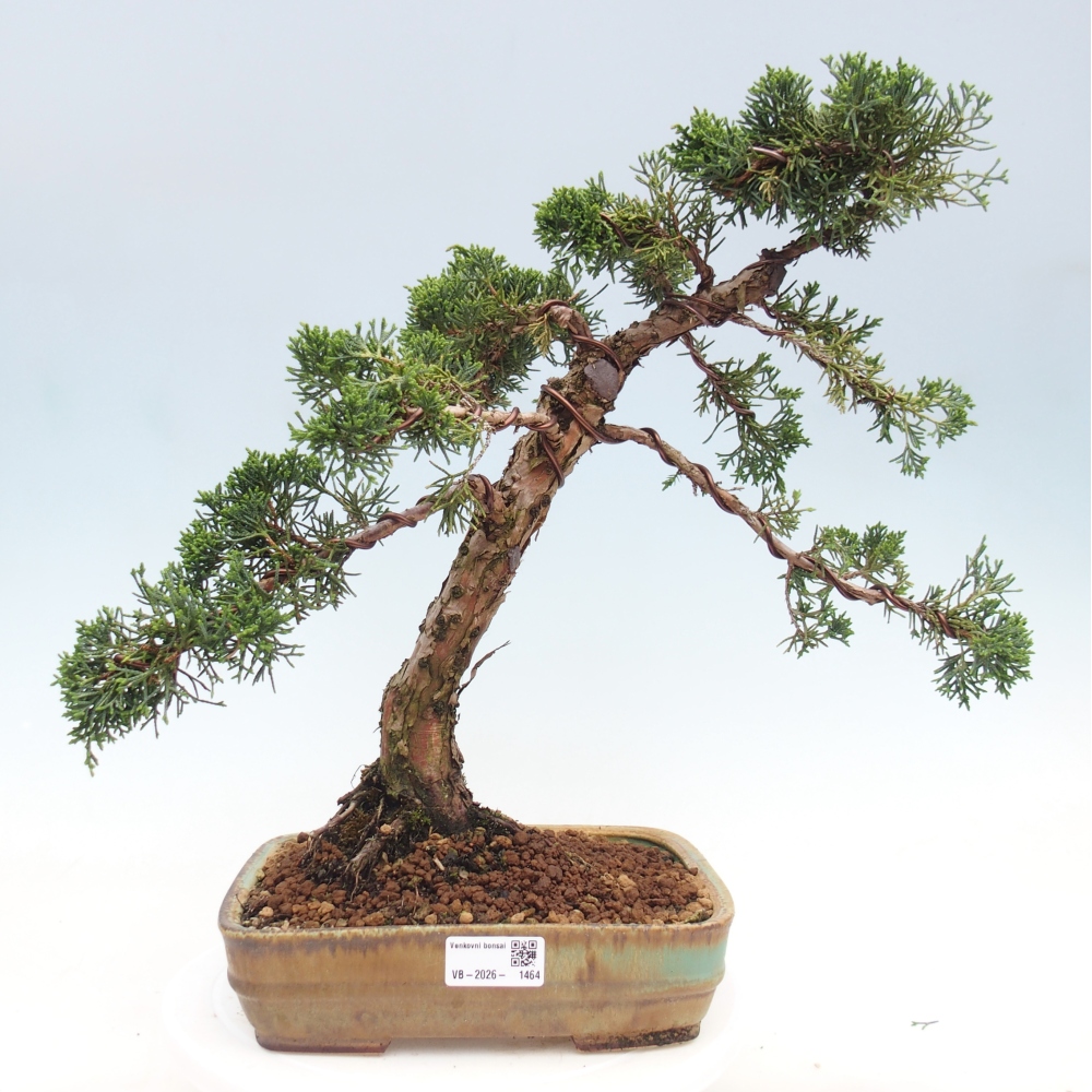 Vonkajší bonsaj - Juniperus chinensis Kishu