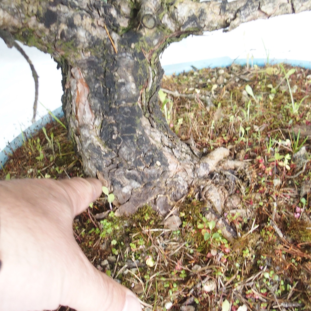 Yamadori - Pinus sylvestris 