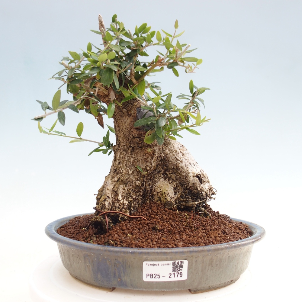 Izbová bonsai - Olea europaea sylvestris -Oliva evropská drobnolistá