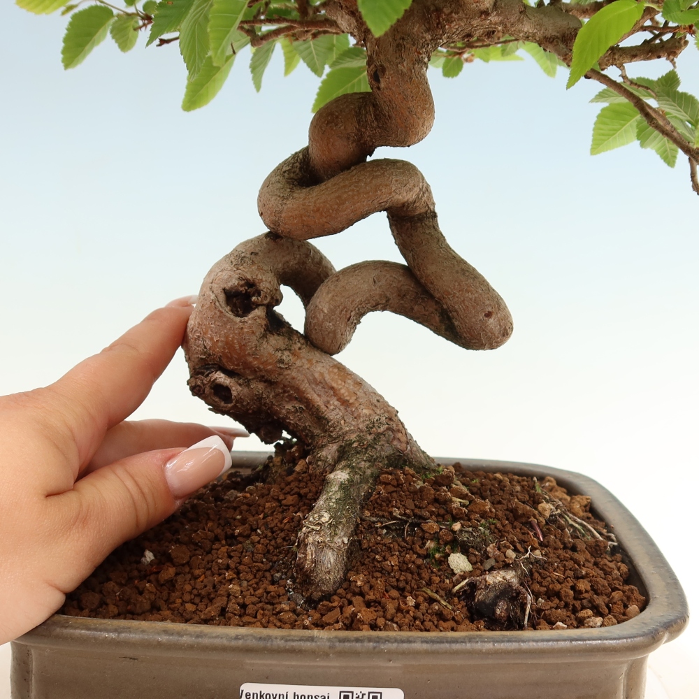 Vonkajší bonsaj -Carpinus coreana - Hrab kórejský
