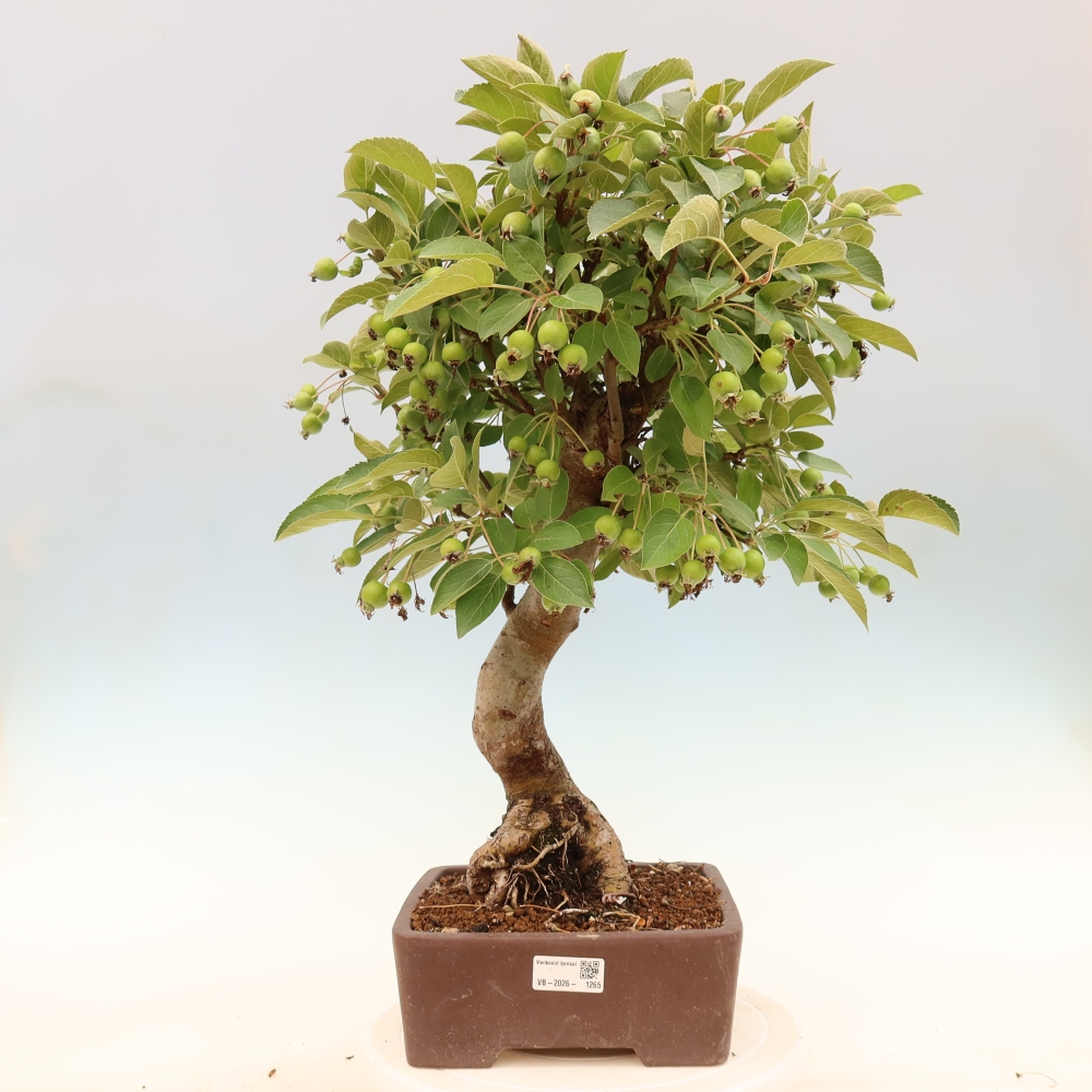 Vonkajšia bonsaj -Malus halliana - Malokvetá jabloň