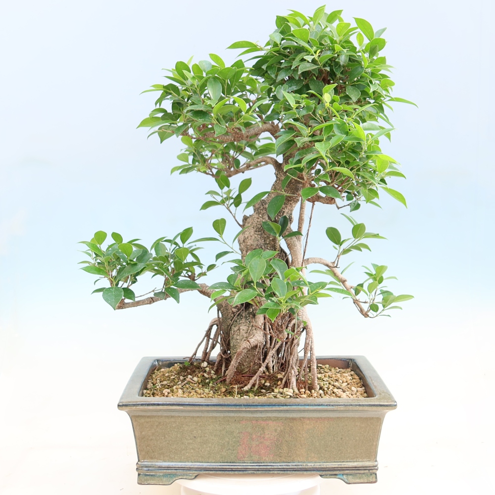 Izbové bonsaje - Ficus kimmen - drobnolistý fikus