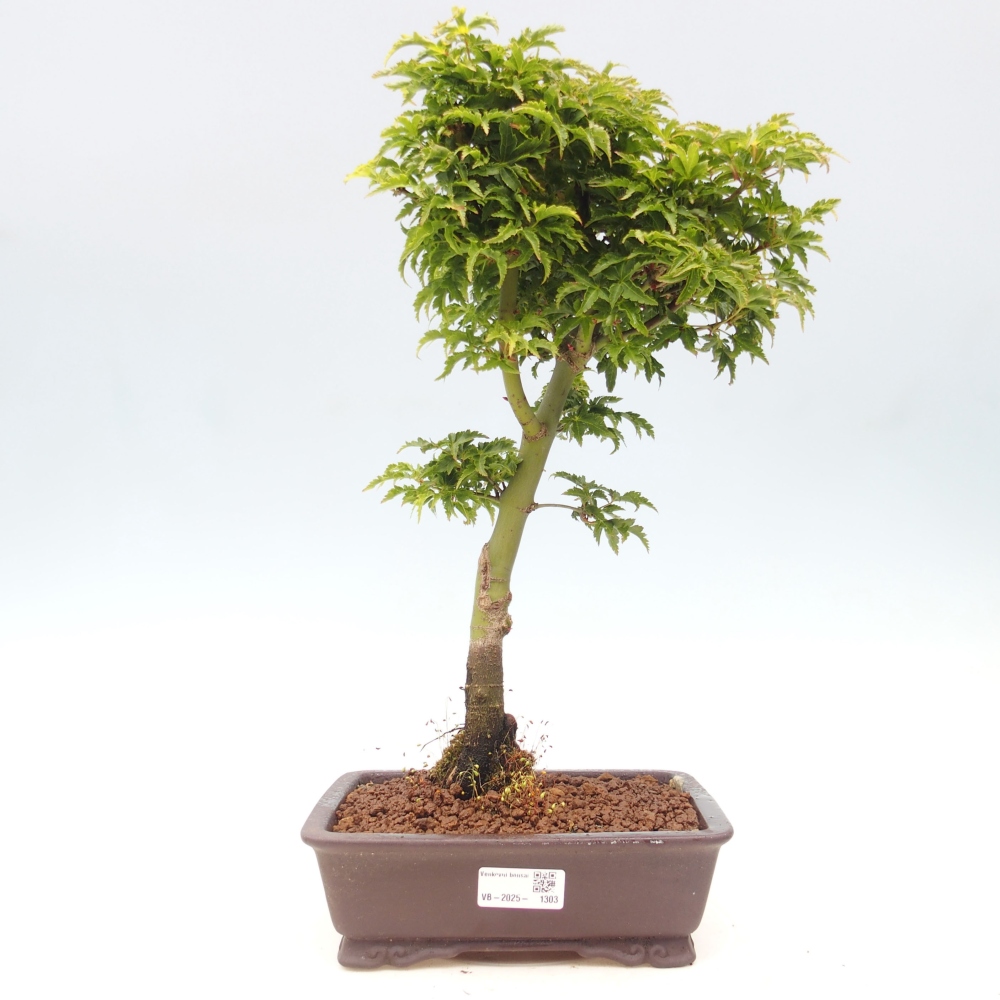 Vonkajší bonsai -Javor dlanitolistý Acer palmatum Shishigashira
