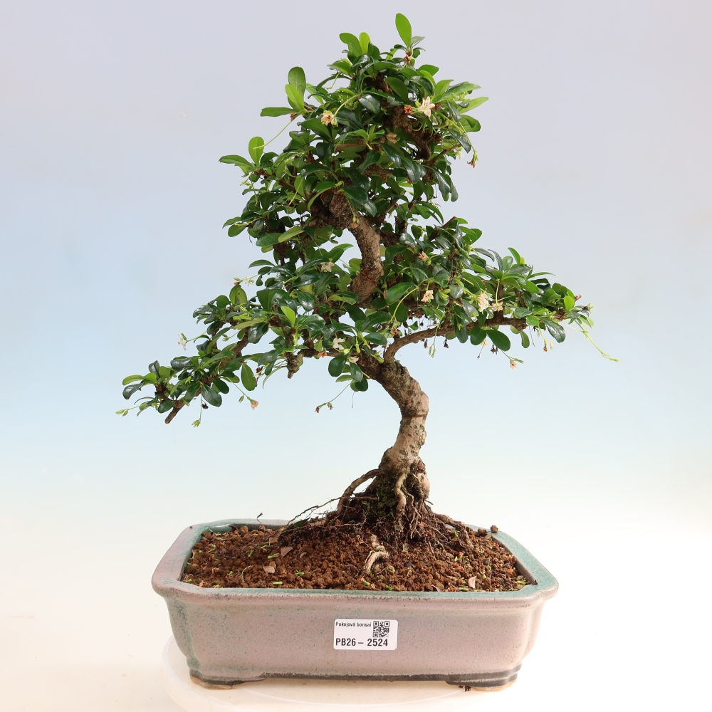 Izbové bonsaje - Carmona macrophylla - Tea fuki