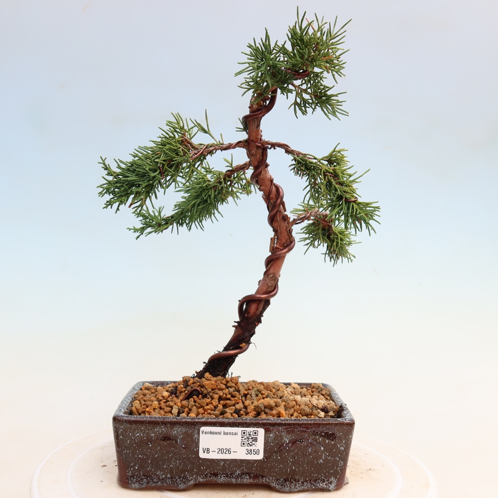 Vonkajší bonsaj - Juniperus chinensis Kishu