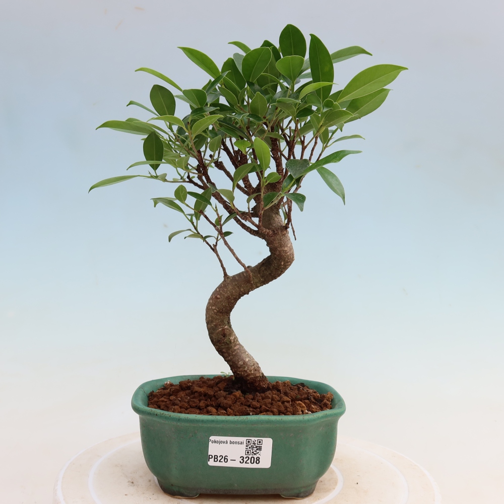 Izbové bonsaje - Ficus kimmen - drobnolistý fikus