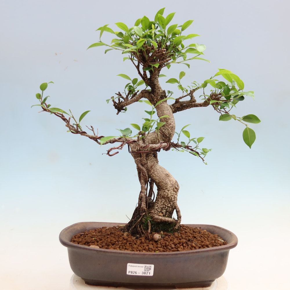 Izbové bonsaje - Ficus kimmen - drobnolistý fikus
