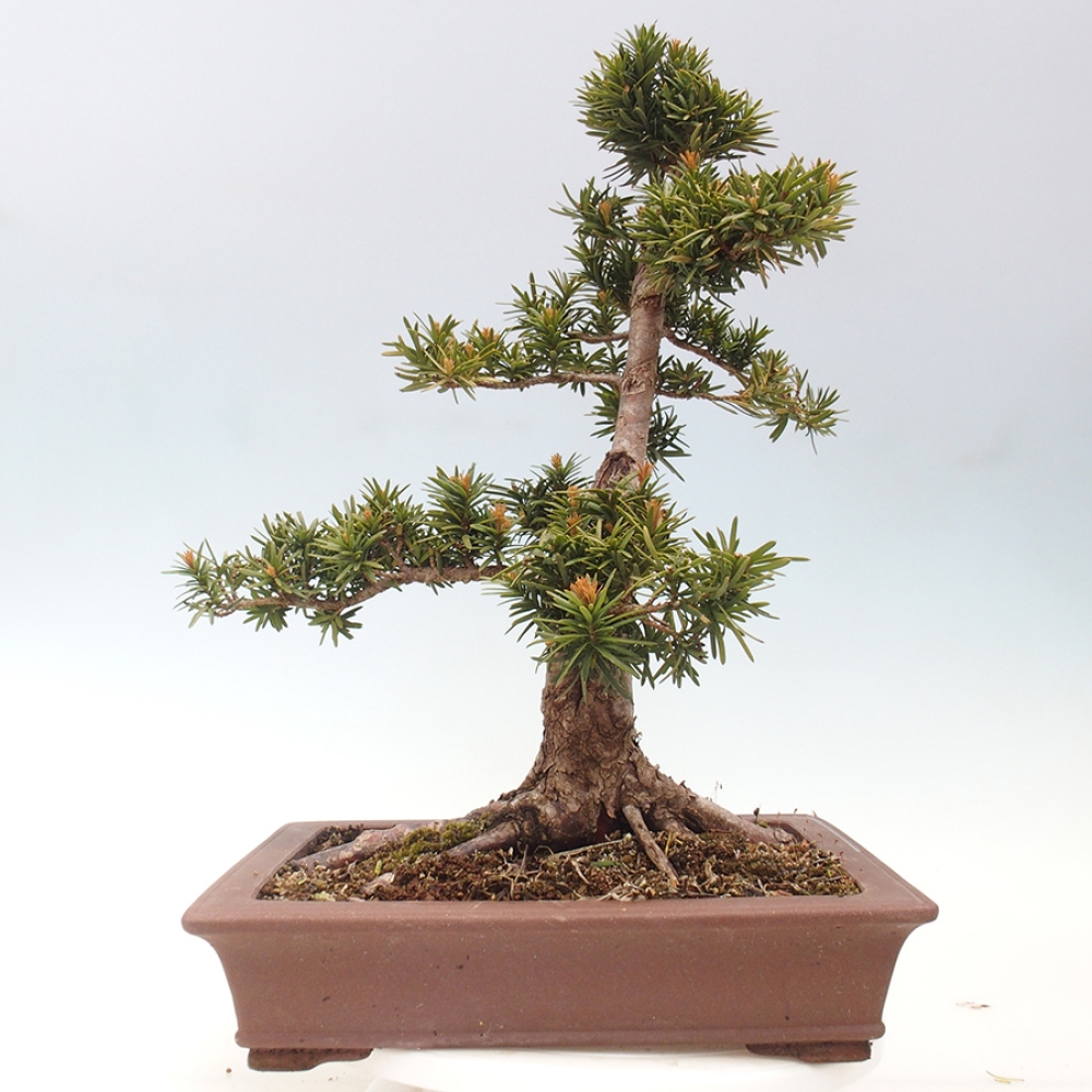 Vonkajší bonsai - Taxus cuspidata - Tis japonský