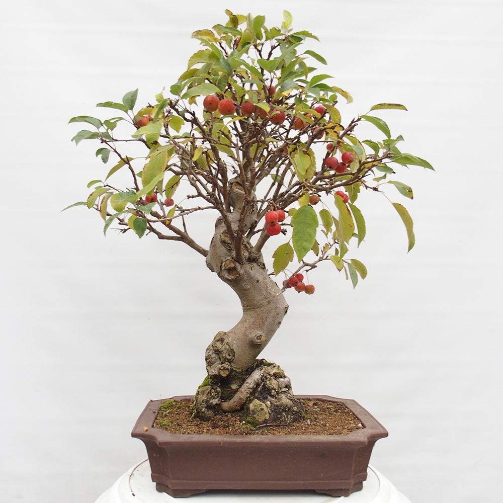 Vonkajší bonsai -Malus halliana - Maloplodá jabloň