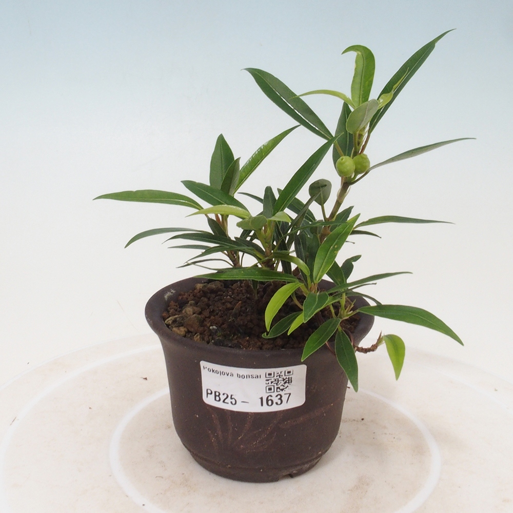 Izbová bonsai - Ficus nerifolia - malolistý fikus