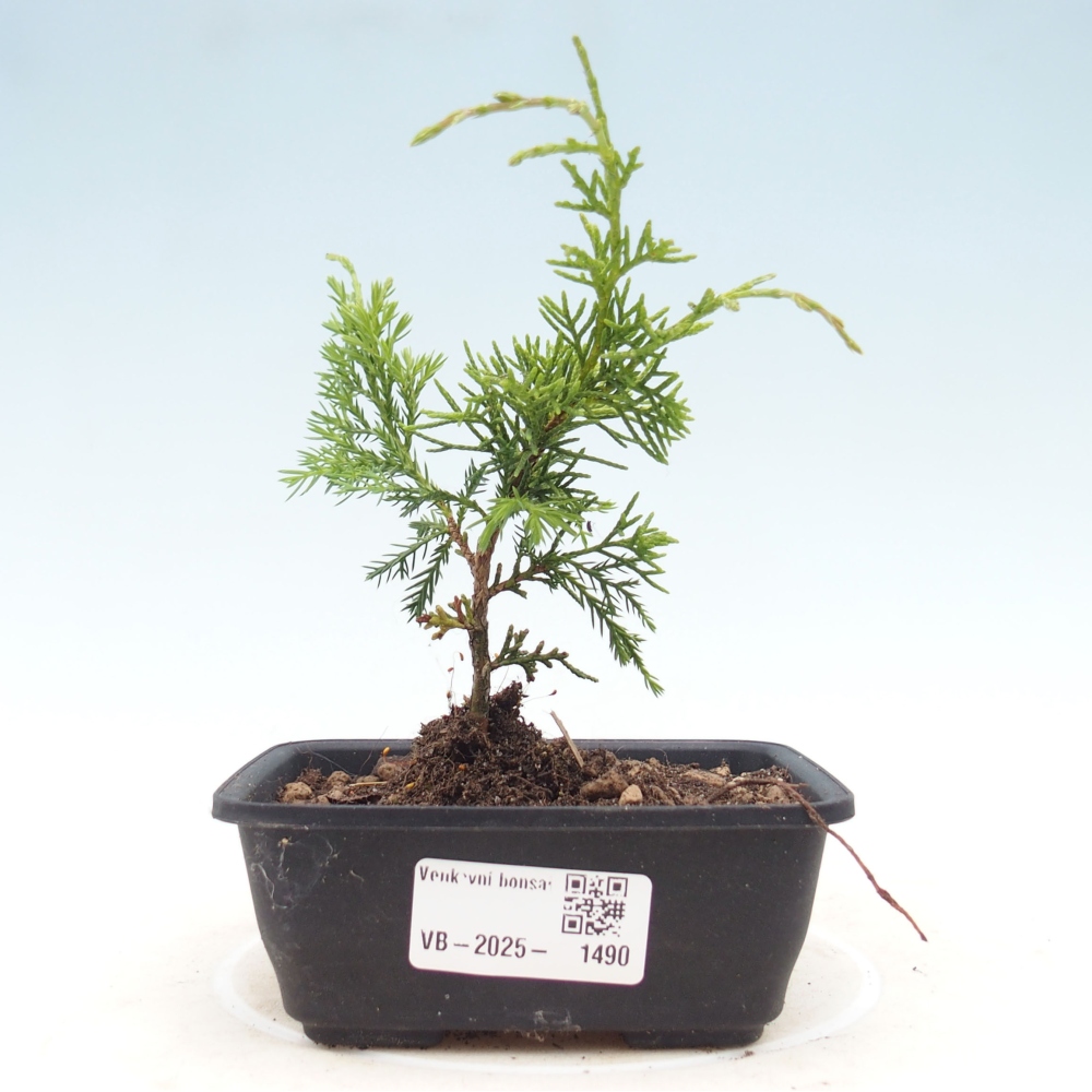 Vonkajší bonsai - Juniperus chinensis Itoigawa -Jalovec čínsky