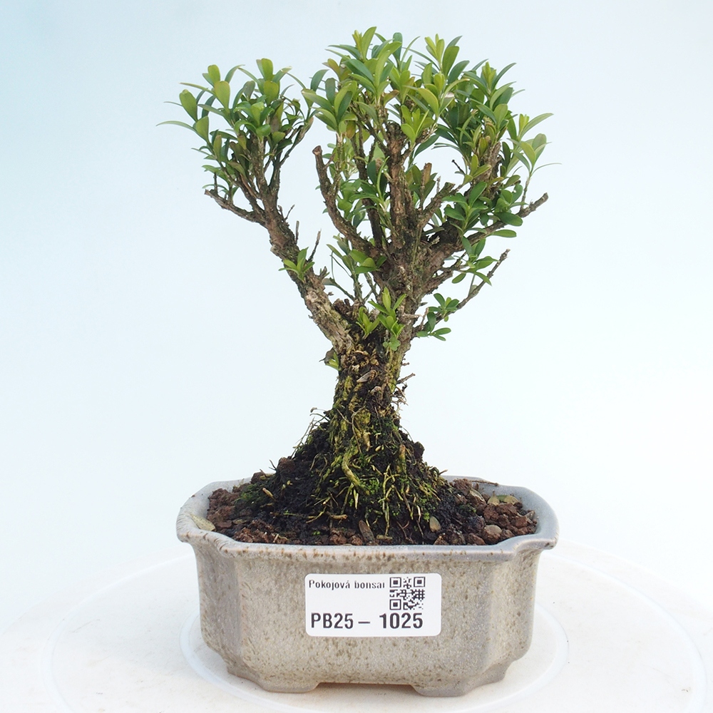 Izbová bonsai - Buxus harlandii - korkový buxus