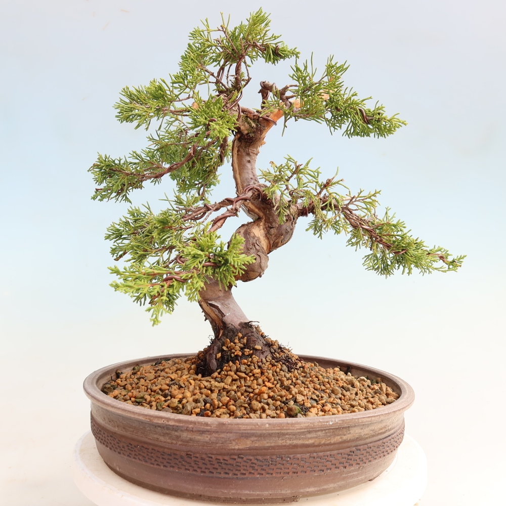 Vonkajší bonsai – Juniperus chinensis Itoigawa – čínsky jalovec