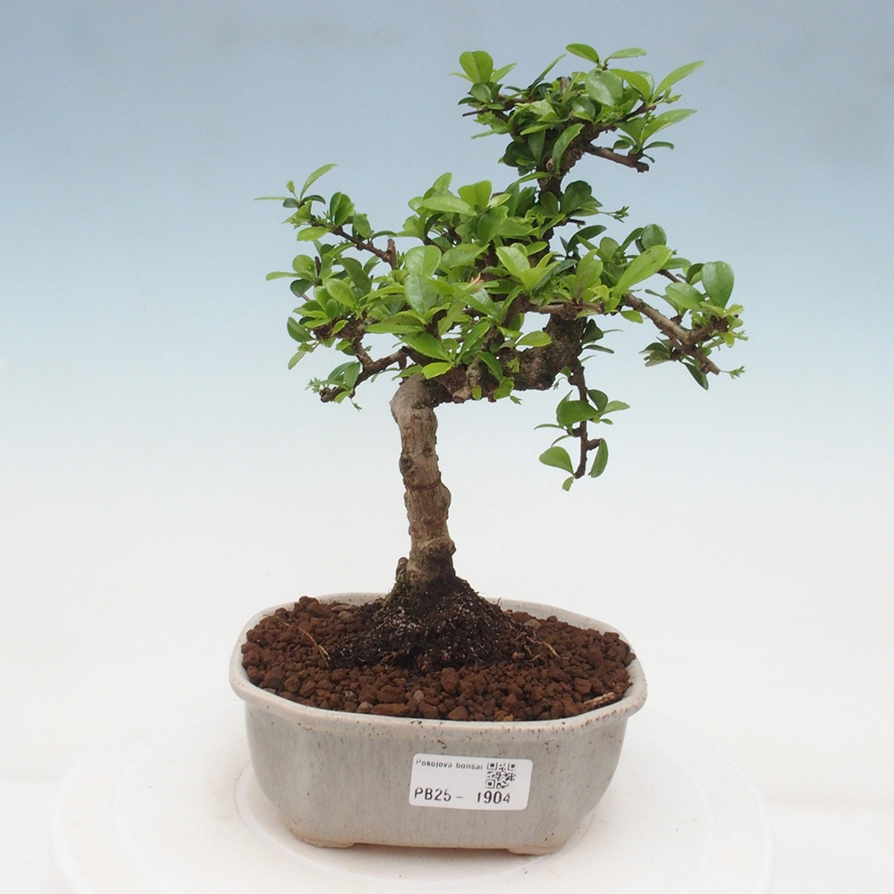 Izbová bonsai - Carmona macrophylla - Čaj fuki