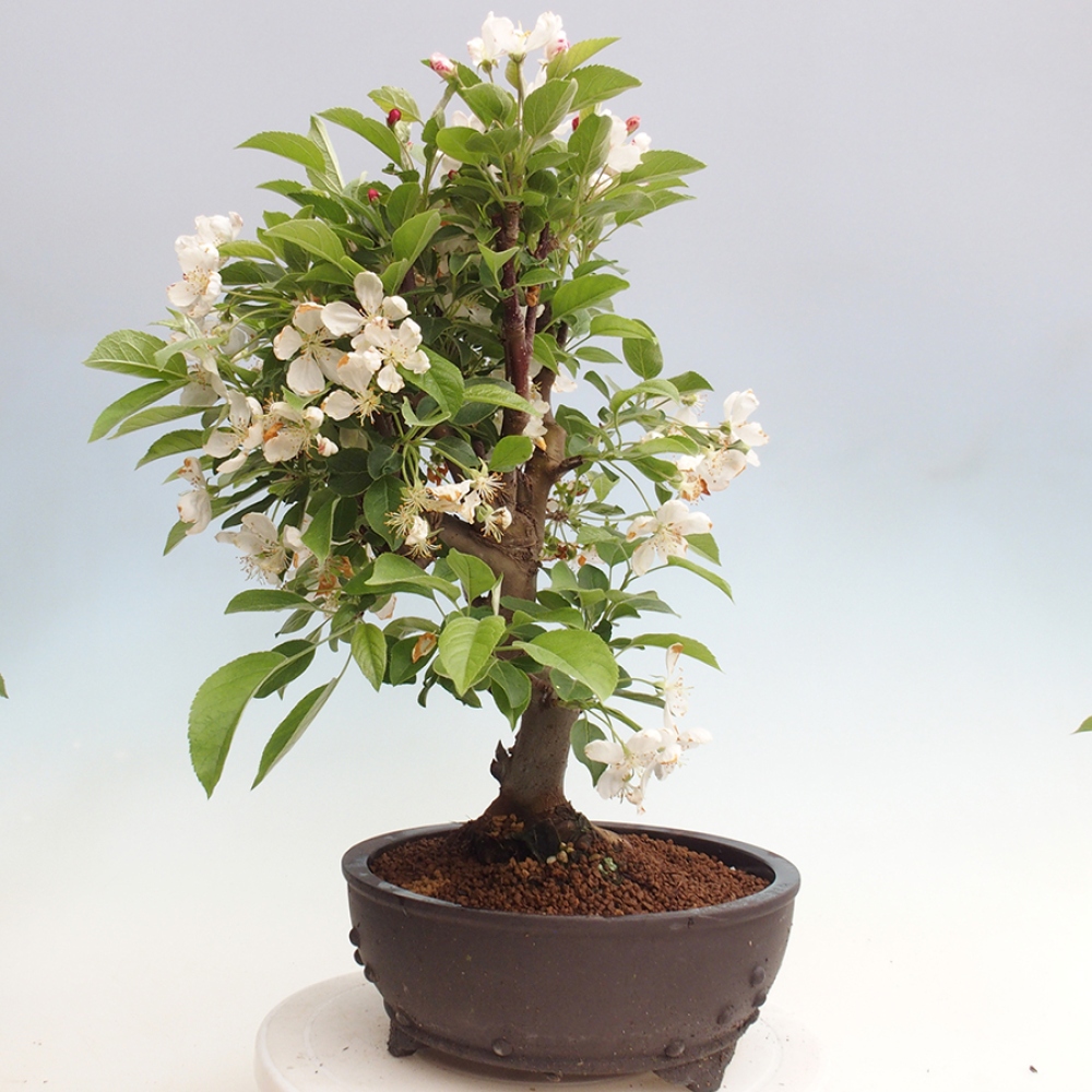 Vonkajší bonsai -Malus halliana - Maloplodá jabloň