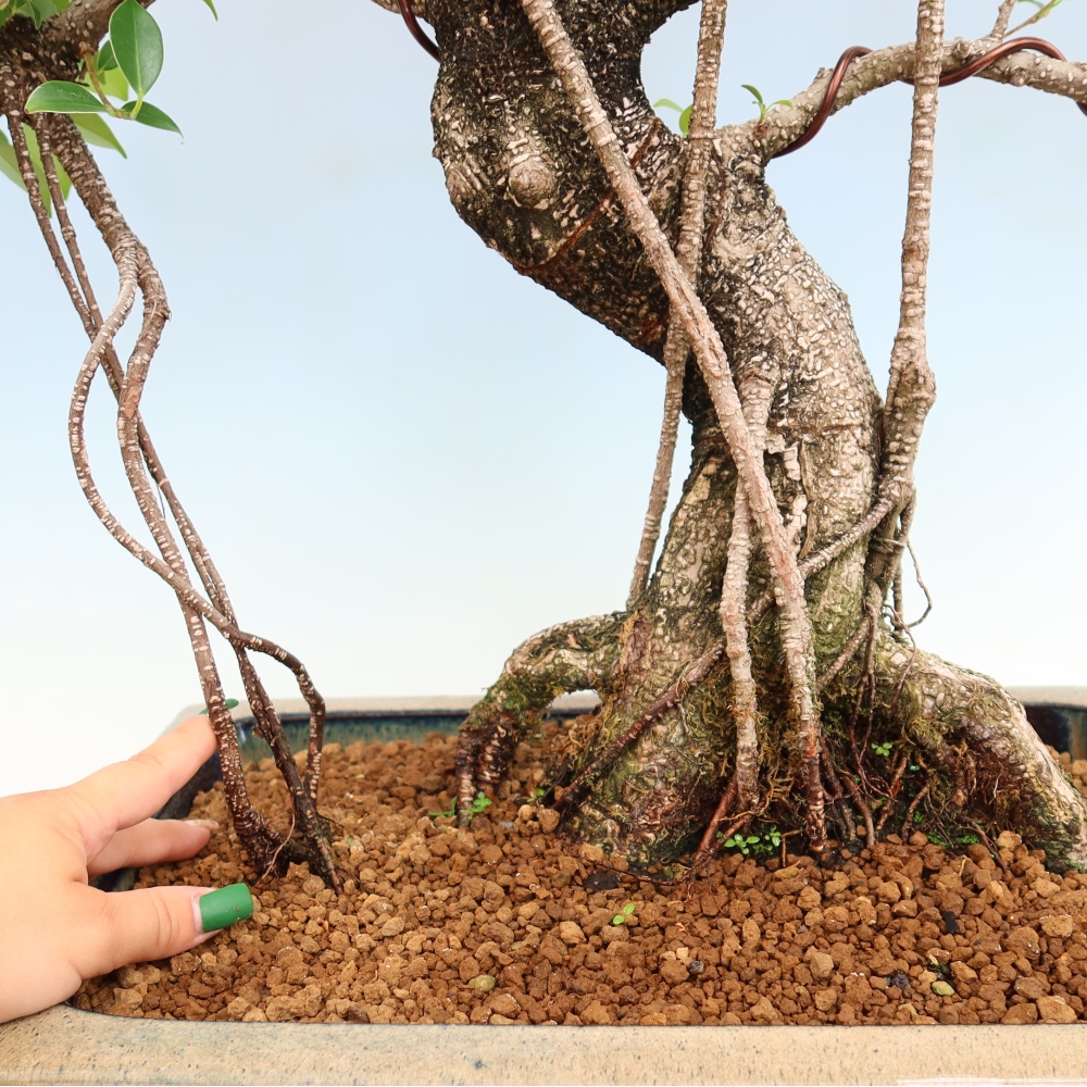 Izbové bonsaje - Ficus kimmen - drobnolistý fikus