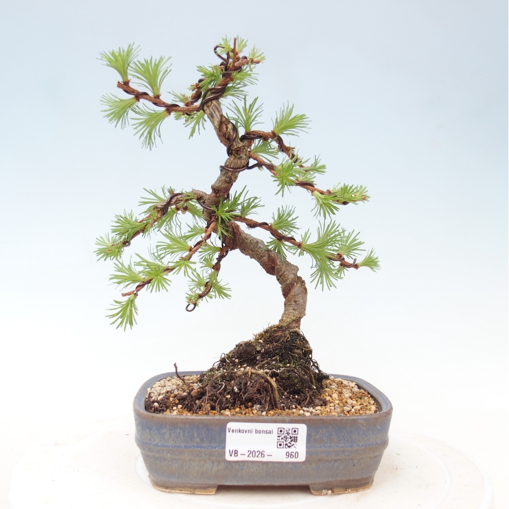 Vonkajšie bonsaje - Larix Kaempferi - Japonský smrekovec