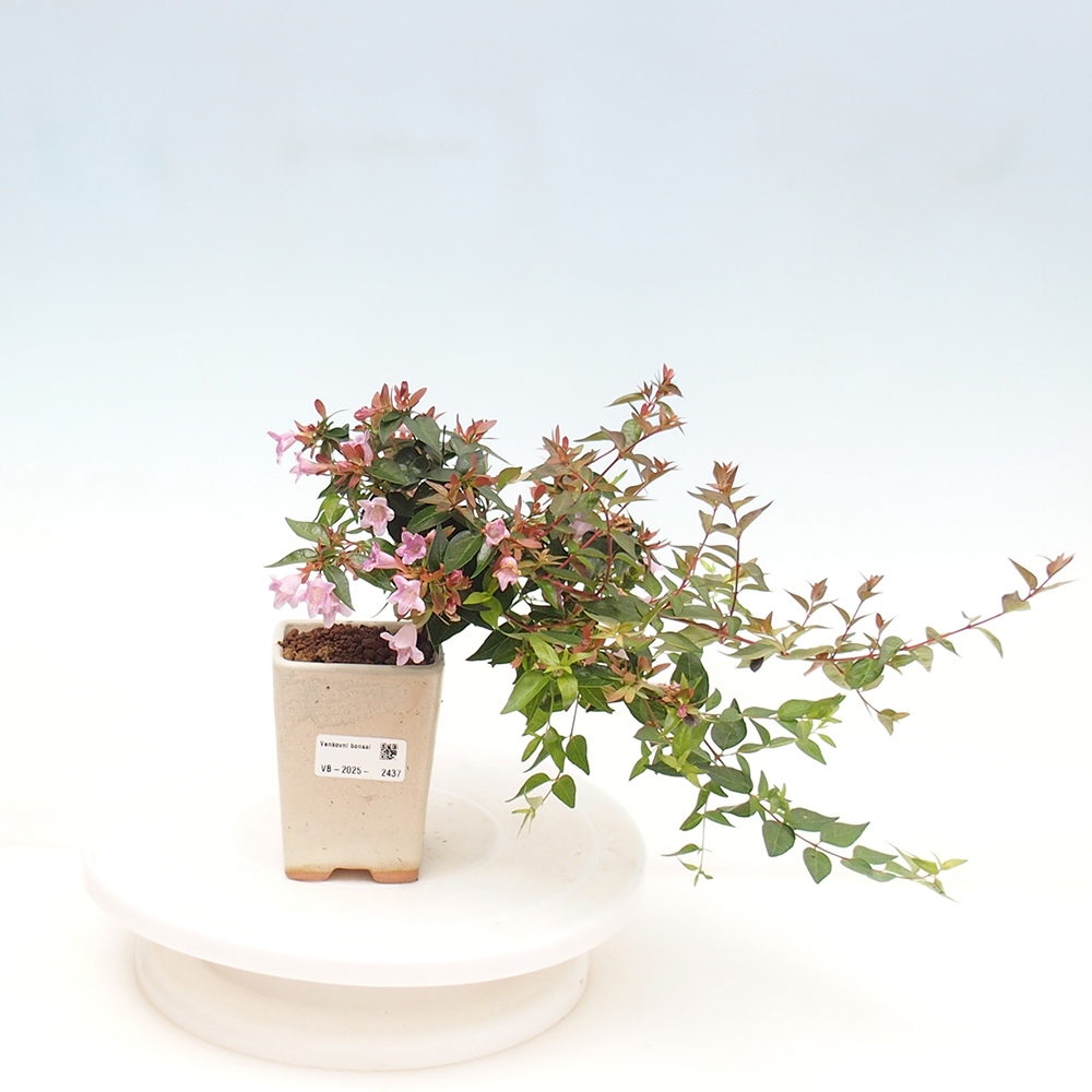 Vonkajší bonsai - Abelia Grandiflora - Abélia veľkokvetá