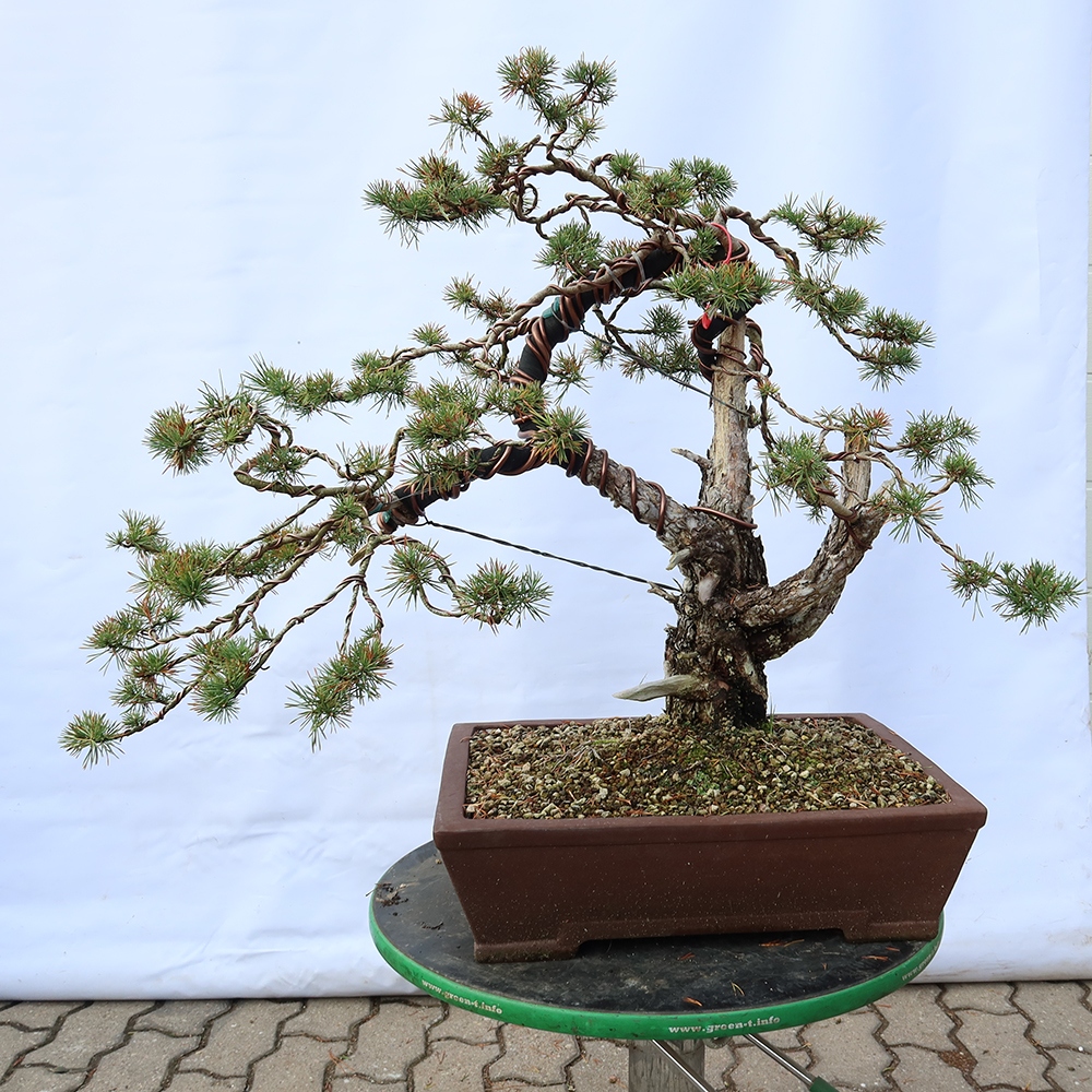 Pinus sylvestris Španielsko – borovica lesná