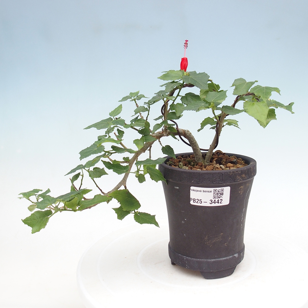Izbový bonsaj - Malvaviscus arboreus