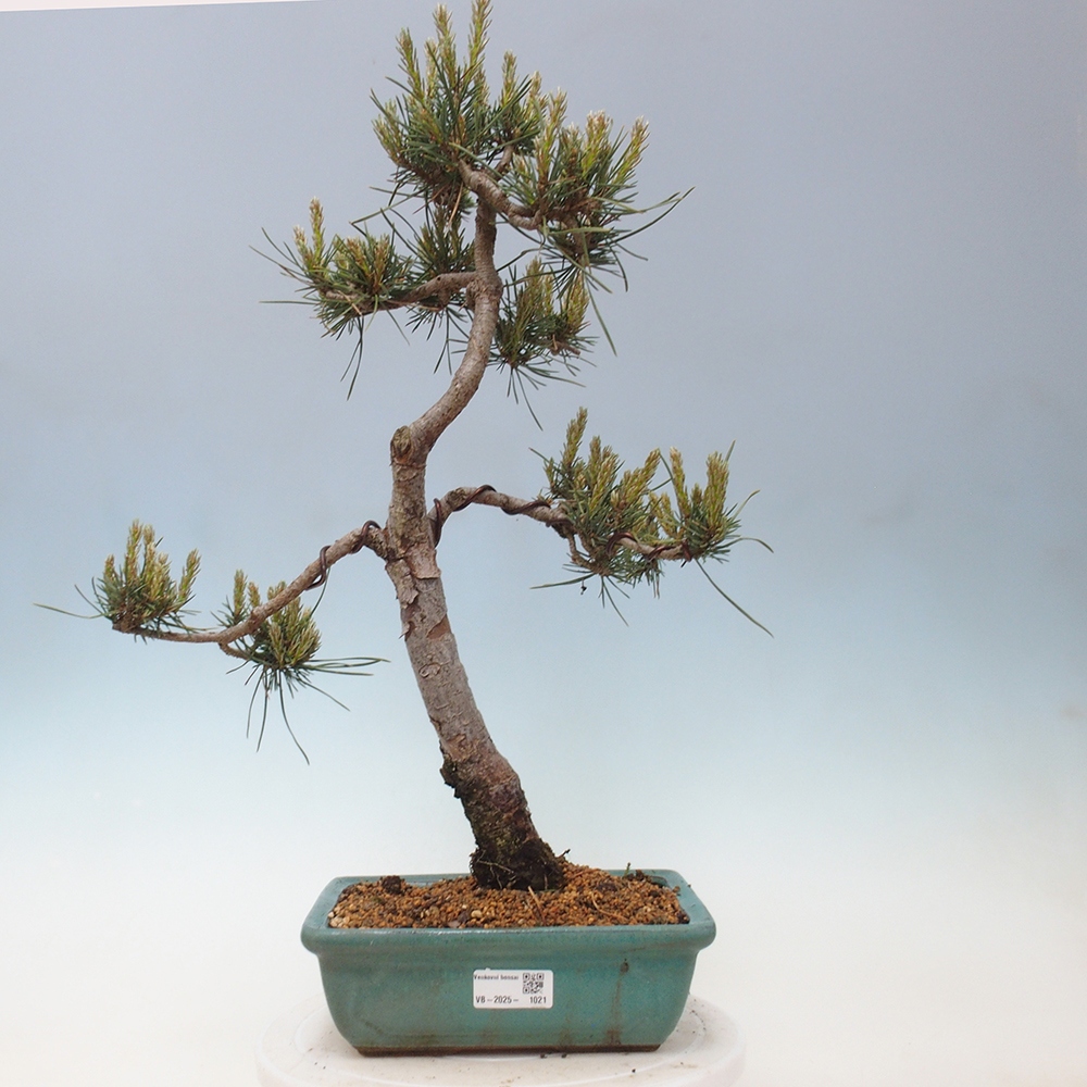 Vonkajšie bonsai - Pinus Sylvestris - Borovica lesná