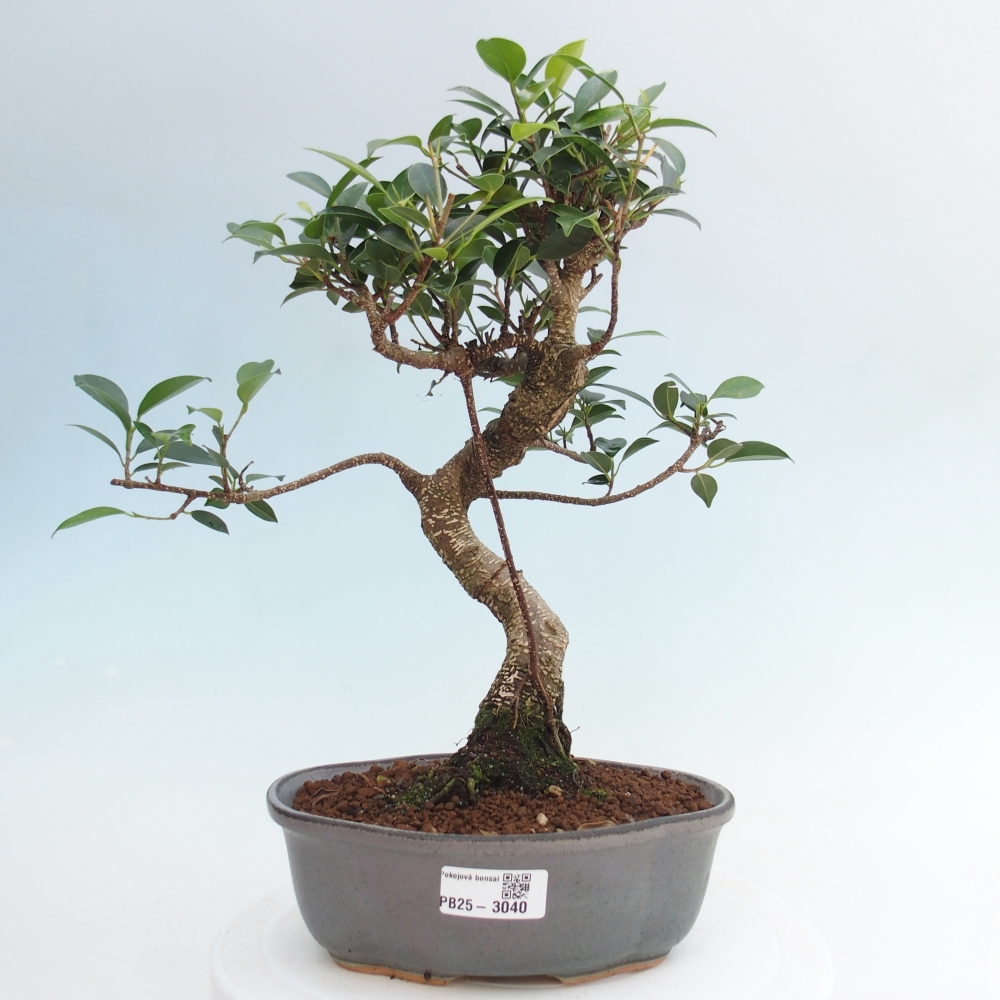 Izbová bonsai - Ficus retusa - malolistá fikus