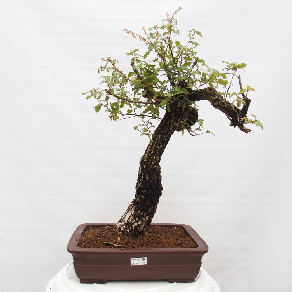 Yamadori - Quercus Ilex -Dub cezmínovitý