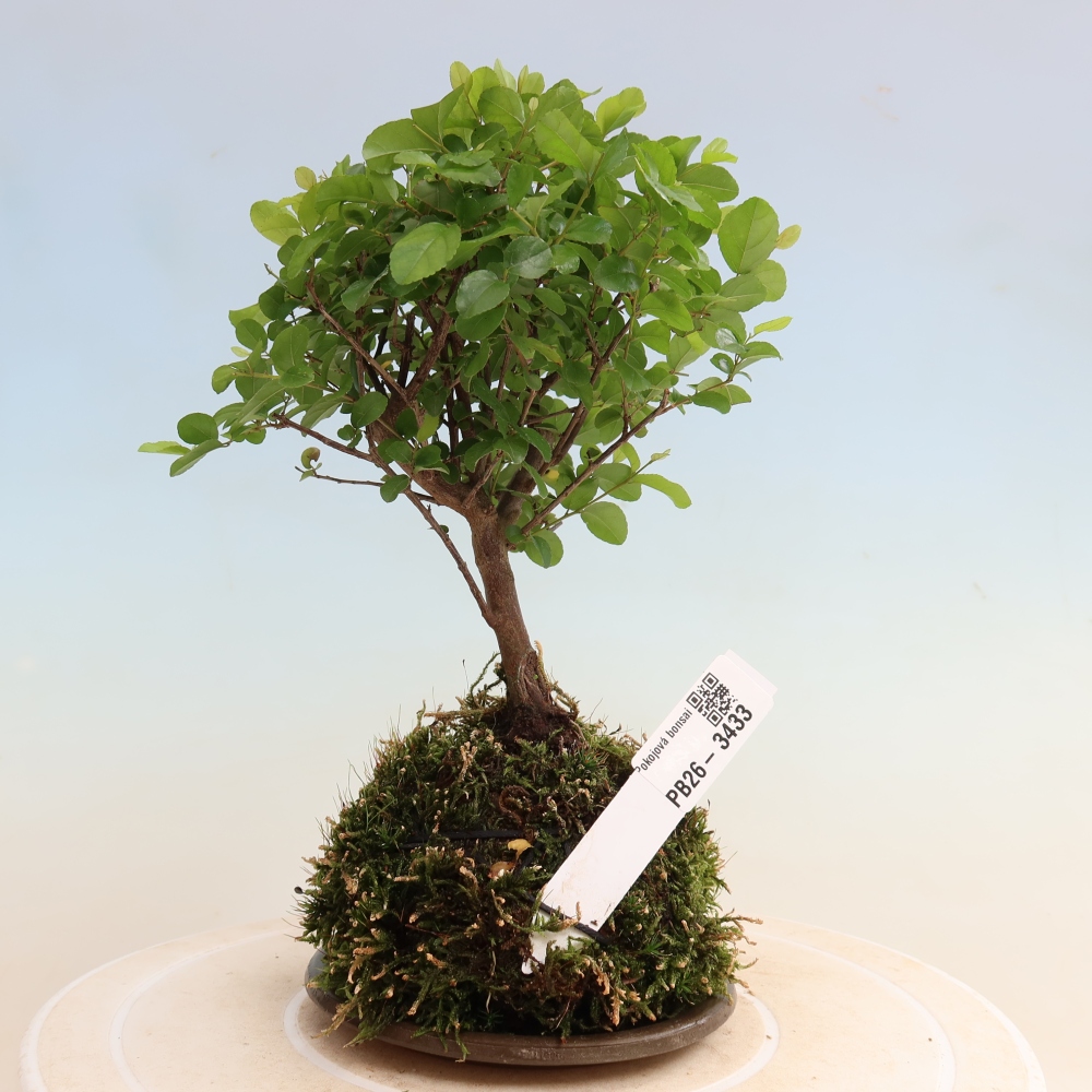 Kokedama s miskou – Sagerécie thea – Sagerécie thea