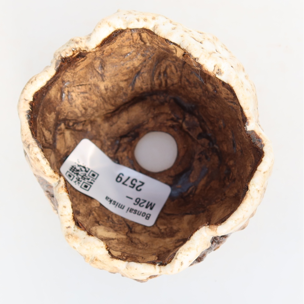 Keramická škrupina  7,5 x 7 x 6,5 cm, farba bielo-hnedá