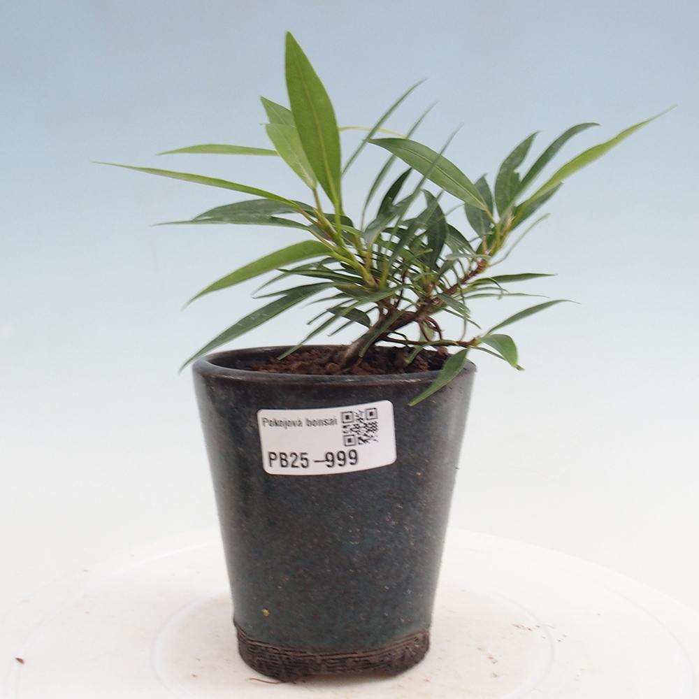 Izbová bonsai - Ficus nerifolia - malolistý fikus