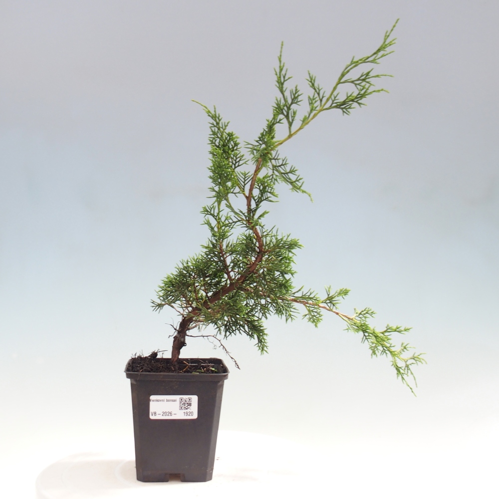 Vonkajší bonsaj - Juniperus chinensis Itoigawa