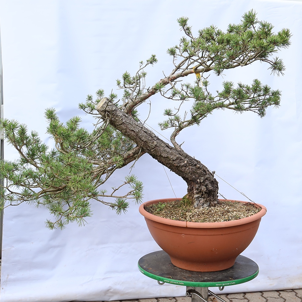 Pinus sylvestris Španielsko – borovica lesná