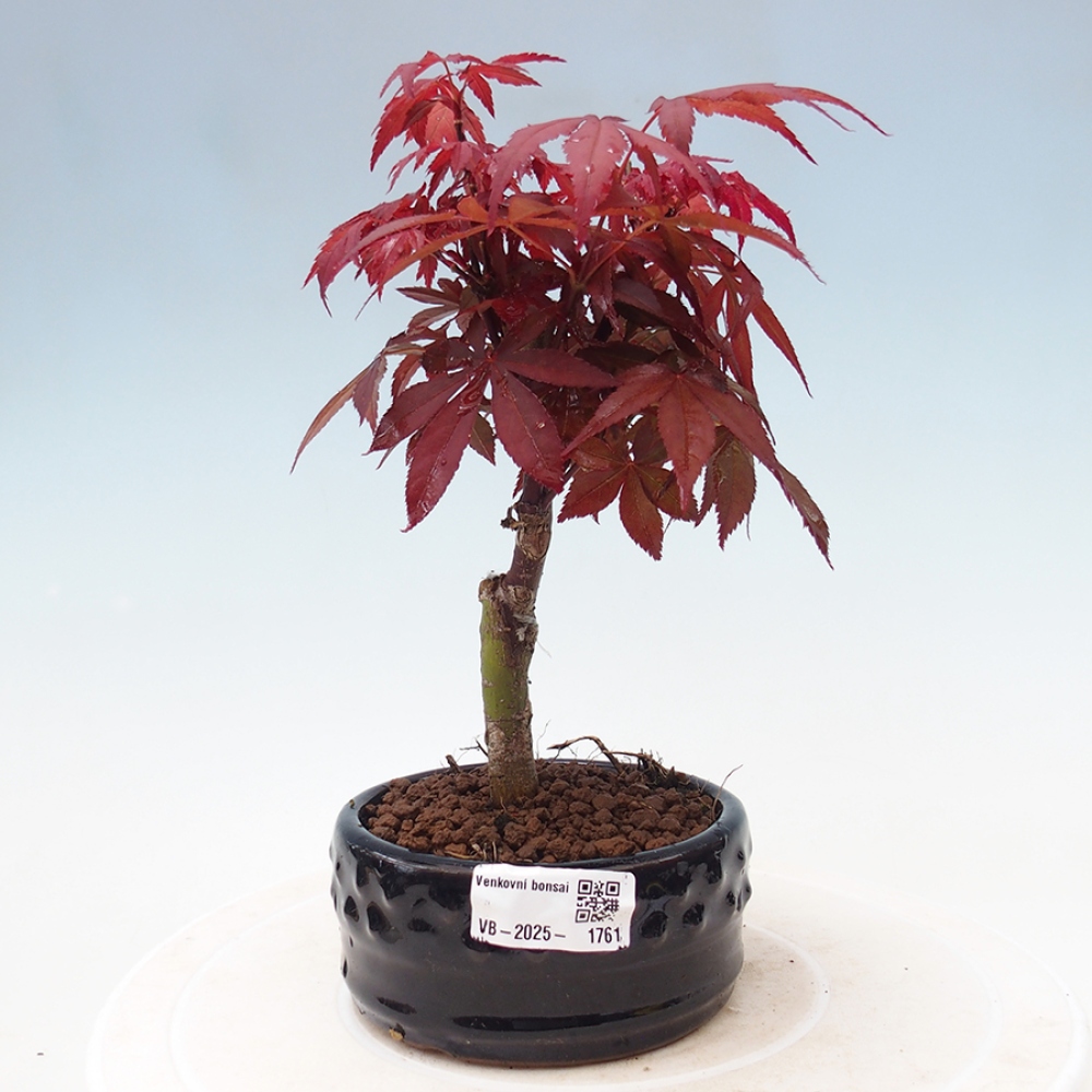 Vonkajší bonsai - Acer palm. Atropurpureum-Javor dlanitolistý