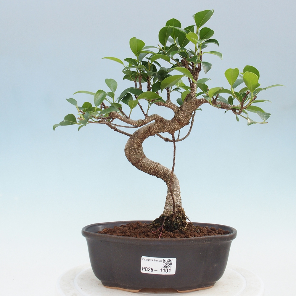 Izbová bonsai - Ficus retusa - malolistá fikus